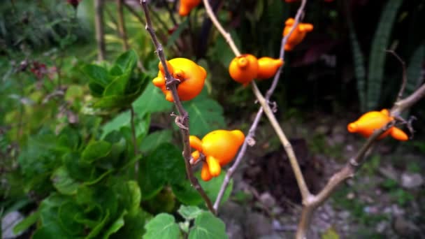 Solanum Mammosum Fox Face Fancy Eggplants Nipple Fruit Titty Fruit — стоковое видео