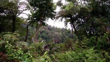 Dağlarda yoğun yeşil yağmur ormanları, yerleşim yeri manzarası, dağların etekleri, ormanı kaplayan sis. Yüksek kalite 4k görüntü