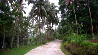 Dağlarda yoğun yeşil yağmur ormanları, yerleşim yeri manzarası, dağların etekleri, ormanı kaplayan sis. Yüksek kalite 4k görüntü