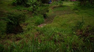 Dağlarda yoğun yeşil yağmur ormanları, yerleşim yeri manzarası, dağların etekleri, ormanı kaplayan sis. Yüksek kalite 4k görüntü