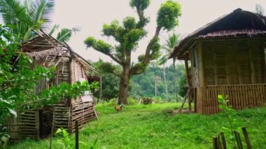 Yağmur ormanlarının arka planında sazdan çatısı ve yeşil palmiye ağaçları olan küçük bir bambu kulübesi. Tavuklar yürüyor. Yüksek kalite 4k görüntü