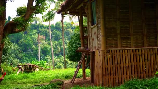 Uma Pequena Cabana Bambu Com Telhado Palha Fundo Floresta Tropical — Vídeo de Stock
