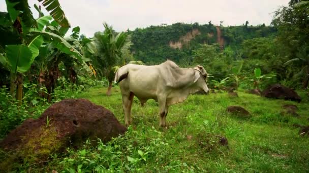 一头奶牛在菲律宾热带地区吃草 周围是棕榈树和海牛 高质量的4K镜头 — 图库视频影像