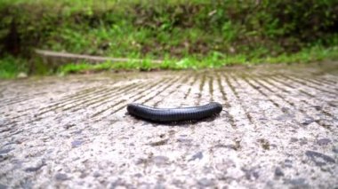 Asya 'nın tropikal dağlarında sert kabuklu kara kırkayak Myriapoda beton yolu geçiyor. Yüksek kalite 4k görüntü