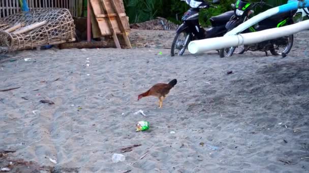 Kurczak Brązowym Piórem Spacerujący Plaży Piaskiem Kopiący Pazurami Szukający Pożywienia — Wideo stockowe