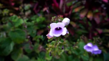 Gloxinia perennis çan şeklindeki çiçek yeşil ve kırmızı yapraklar üzerinde tropikal yağmur ormanlarında filizlenir. Yüksek kalite 4k görüntü