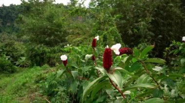 Yeşil orman ormanının arka planında tropikal iklimde kızıl kızıldan oluşan parlak beyaz çiçekler açıyor. Yüksek kalite 4k görüntü