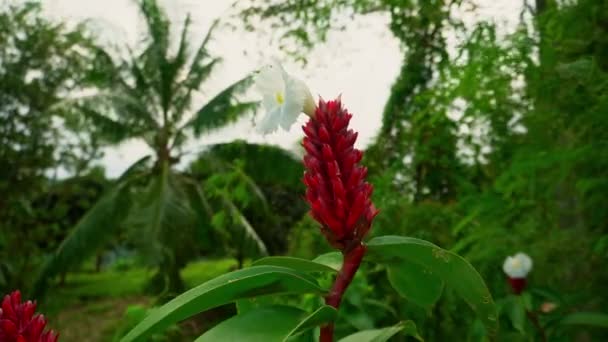 Florecientes Flores Color Blanco Brillante Jengibre Salvaje Rojo Clima Tropical — Vídeos de Stock