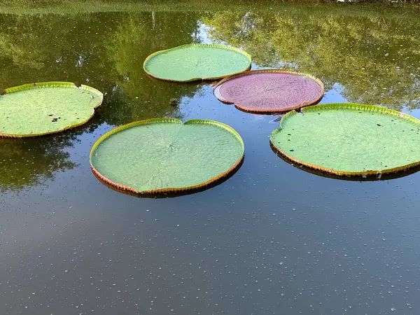 Victoria Amazonica gölette yüzüyor. Çiçek açan bir bitki türüdür ve nilüferler familyasının en büyükleri arasındadır.