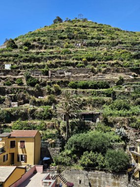 Manarola, Cinque Terre, İtalya tepelerindeki sarmaşıkların ve yürüyüş patikalarının dikey fotoğrafı.