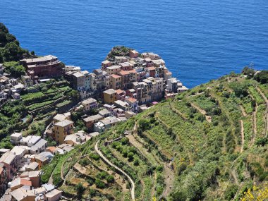 Manarola, Cinque Terre, İtalya 'da sarmaşıkların olduğu yüksek açılı bir manzara. Arka planda mavi okyanus.