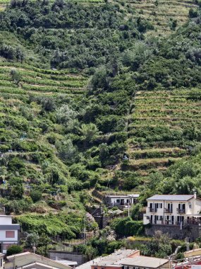 İtalya Vernazza yakınlarındaki üzüm ve zeytin ağaçlarının dikey fotoğrafı