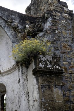 Manastırın eski tuğla duvarlarından sarkan sarı çiçeklerin yakınlaşması.