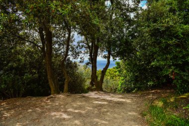 Monterosso, Cinque Terre, İtalya 'daki Punta Mesco yolu boyunca doğa sahnesi.