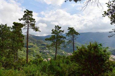 Monterosso, İtalya 'da güzel bir manzara. Yukarıdan görünen yeşil tepeler ve sarmaşıklar.