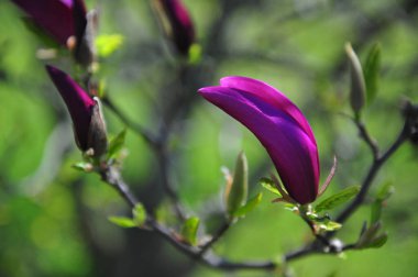 Mor manolya tomurcuklarının güzel, yumuşak odaklı fotoğrafı. Yumuşak yeşil arkaplan.