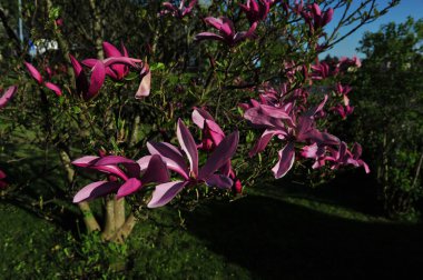 Güneşli bir günde açık mor çiçekli manolya ağacı. Yatay fotoğraf.