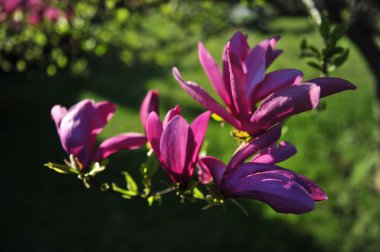 Ağaçtaki mor manolya çiçekleri grubunun yakın çekimi. Yeşil yumuşak odaklı arkaplan.