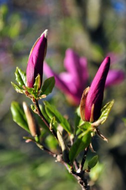 Bir çift mor manolya çiçeğinin dikey fotoğrafı. Bulanık arkaplanı olan dikey fotoğraf.