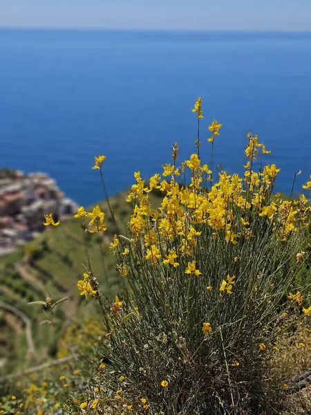 Ligurian Denizi 'ne bakan sarı çiçeklerin dikey fotoğrafı. Manarola 