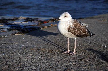 Bir iskelede martının güzel yakın çekimi. Yatay fotoğrafta uzayı sola kopyala.