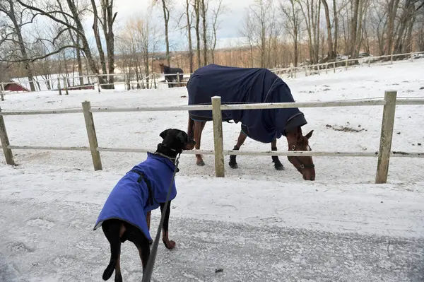 stock image Black doberman with blue dog coat showing interest in horse with coat.  Winter scene of horses in a paddock. Horizontal photo.