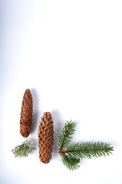 stock image Two spruce cones, spruce twig and small piece of lichen. Vertical shot from high angle on white surface. Copy space in upper right part of photo.