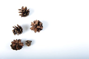 Beyaz yüzeyde rastgele seçilmiş beş kozalak. Fotoğrafın sağ tarafında kopyalama alanı olan yatay çekim.