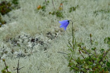 Dağ habitatında yosunlara karşı parlak bir BlueBell parlıyor..