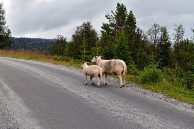 İki koyun, anne ve kuzu Norveç köy yolunda yürüyor. Güzel bir manzara ve huzurlu bir atmosfer. Kopyalama alanı olan yatay fotoğraf. 