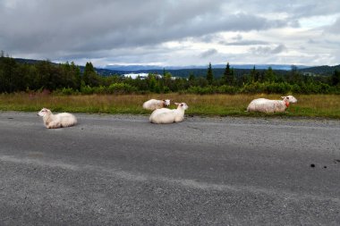 Ranten, Norveç yakınlarındaki toprak yolda dört beyaz, biraz kirli koyun dinleniyor.. 