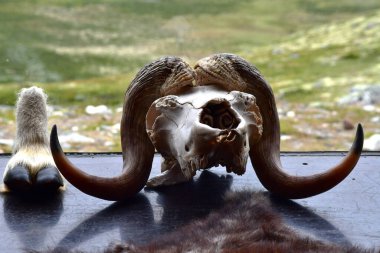 Norveç 'teki Dovrefjell' de misk öküzü kafatası ve ayağının yatay fotoğrafını kapat.