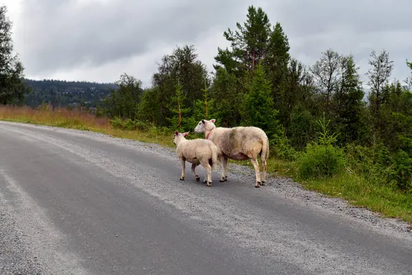 stock image Two sheep, mother and lamb walking along Norwegian country road. Beautiful scenery and peaceful atmosphere. Horizontal photo with copy space. 