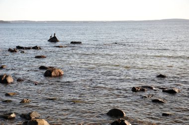 Uzakta bir kayanın üzerinde oturan karabataklar. Horten, Norveç açıklarında okyanustaki kayalar.