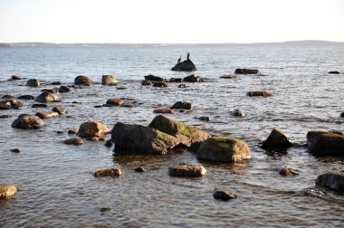 Horten, Norveç 'in dışındaki okyanusta bir kayanın üzerinde oturan iki karabatak. Feribot arka planda biraz görünür..