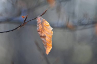 Küçük bir dal üzerinde soluk kahverengi yaprak gri doğal bulanık arkaplan oluşturur. Sağ tarafında kopyalama alanı olan yatay fotoğraf.