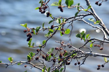 Alder twigs with green leaves and cones filling the frame.  clipart