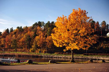 Horten, Norveç 'teki küçük tekne limanında güzel bir ağaç. Akçaağaç, parlak sarı sonbahar yapraklarıyla güneş tarafından aydınlatılıyor. Sakin doğal sahne.