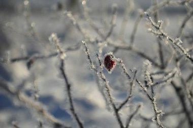 Buzlu iğneli tek bir gül kabuğunun yumuşak odaklı görüntüsü. Buz kaplı çalı dalları.