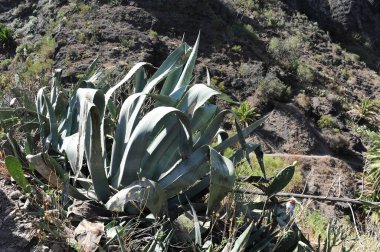 İspanya 'da uzun yaprak kaktüsü. Güneşli yaz gününde doğal ortam. Yatay resim.