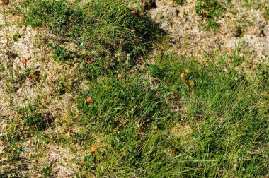 Cloudberries in natural habitat. Photo taken from above. Horizontal image. clipart