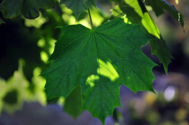 Ağaçtan sarkan güzel yeşil akçaağaç yaprağı. Bokeh etkisi ile yumuşak odak.