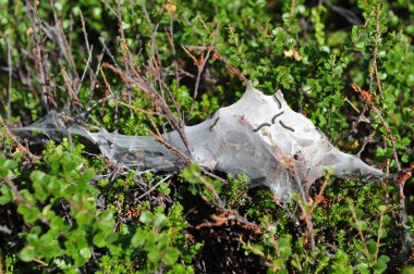 Doğada beyaz ağda birden fazla siyah larva..