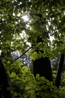Koyu renk ağaç gövdesine karşı yeşil yaprakların dikey fotoğrafı. Ormanda yaz.
