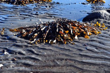 Dalgalar alçaldığında kumda idrar torbası. Kumdaki dalgaların dalgaları. Yatay fotoğraf.