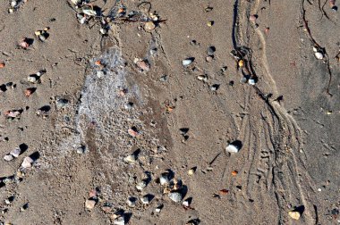 Kışın kumlu bir plajın zemininde desenler. Çakıl taşları, buz ve kumdaki deniz otları.