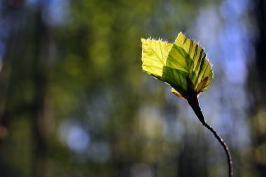 Küçük yeşil yay yaprağı. Arka plandaki yaprak bulanık arka planda. Yatay fotoğrafta uzayı sola kopyala.