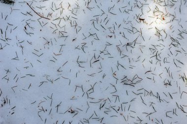 Çam iğneleriyle kaplı kar. Gölgede soyut doğal kış şablonu. Yatay fotoğraf.