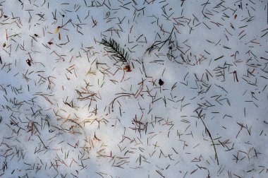 Kar ve çam iğnesi gölgede zemin kaplıydı. Karda küçük güneş ışığı lekeleri.