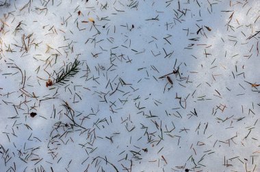 Çam iğneleri karla kaplı zemine yayılmış. Yatay fotoğraf.